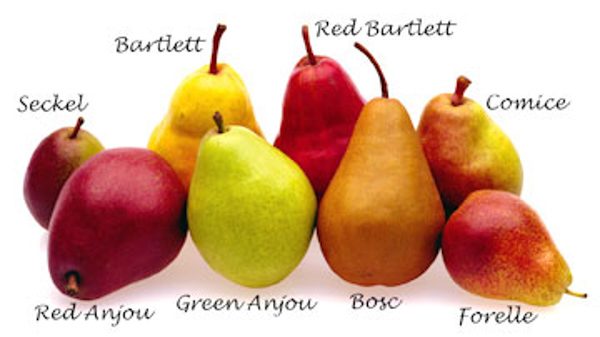types of pears